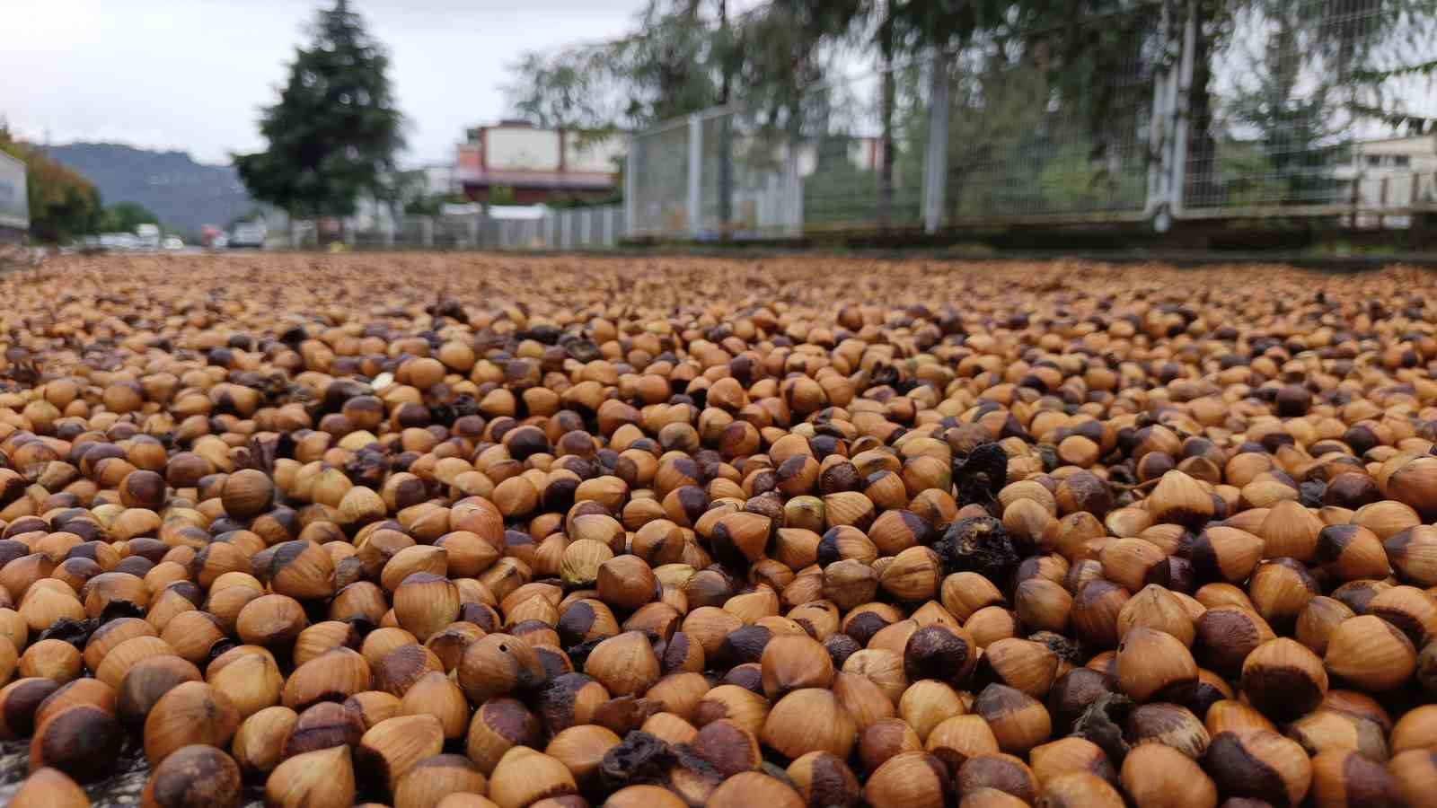 Üreticilerin zorlu fındık kurutma mesaisi: Bazı fındıklar çürümeye başladı
