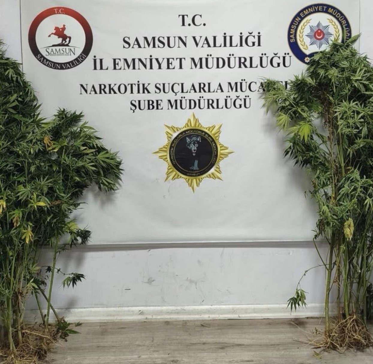 Bafra ve İlkadım’da uyuşturucu operasyonu