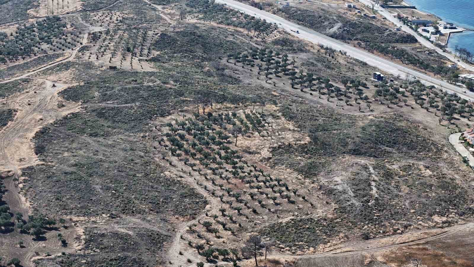 Çanakkale’de yanan ormanlar küllerinden doğuyor