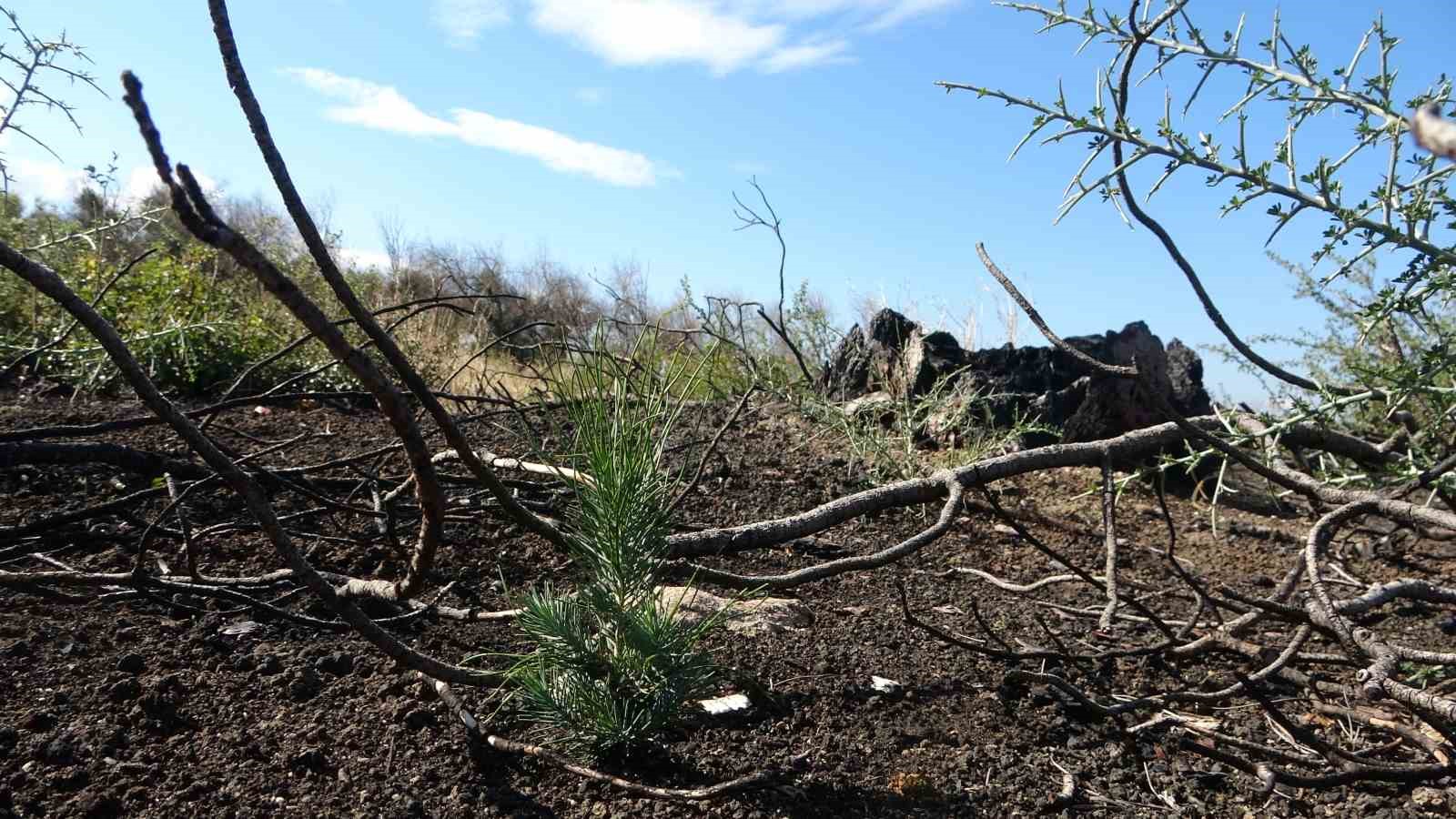 Çanakkale’de yanan ormanlar küllerinden doğuyor