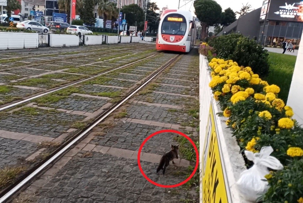 Samsun’da yürekleri ağza getiren anlar