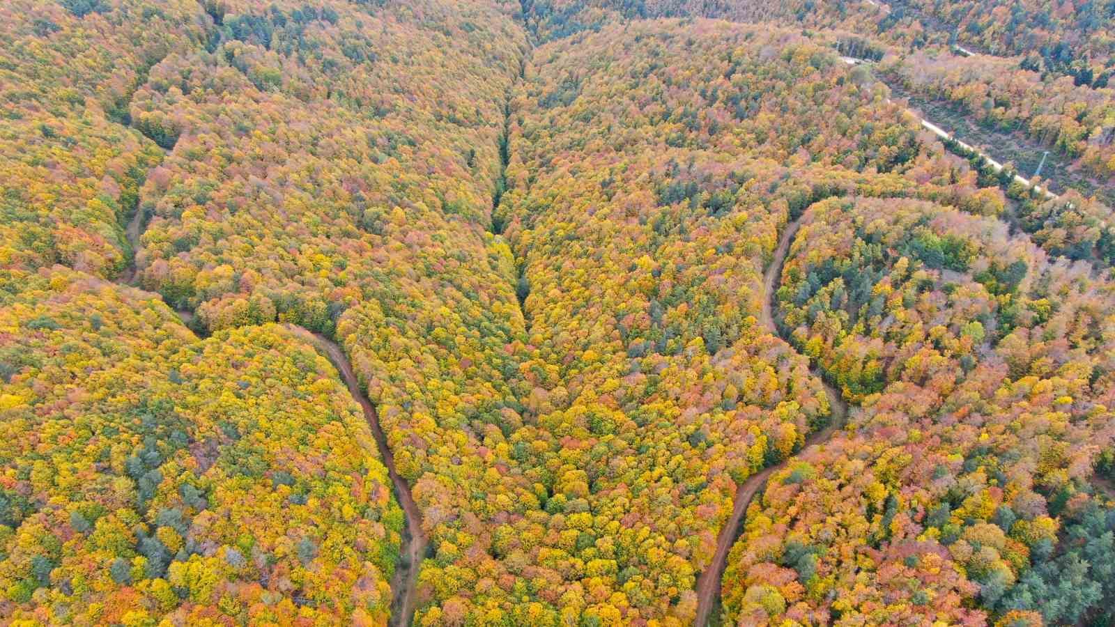 Küre Dağları Milli Parkında renk cümbüşü yaşanan ormanlar büyülüyor