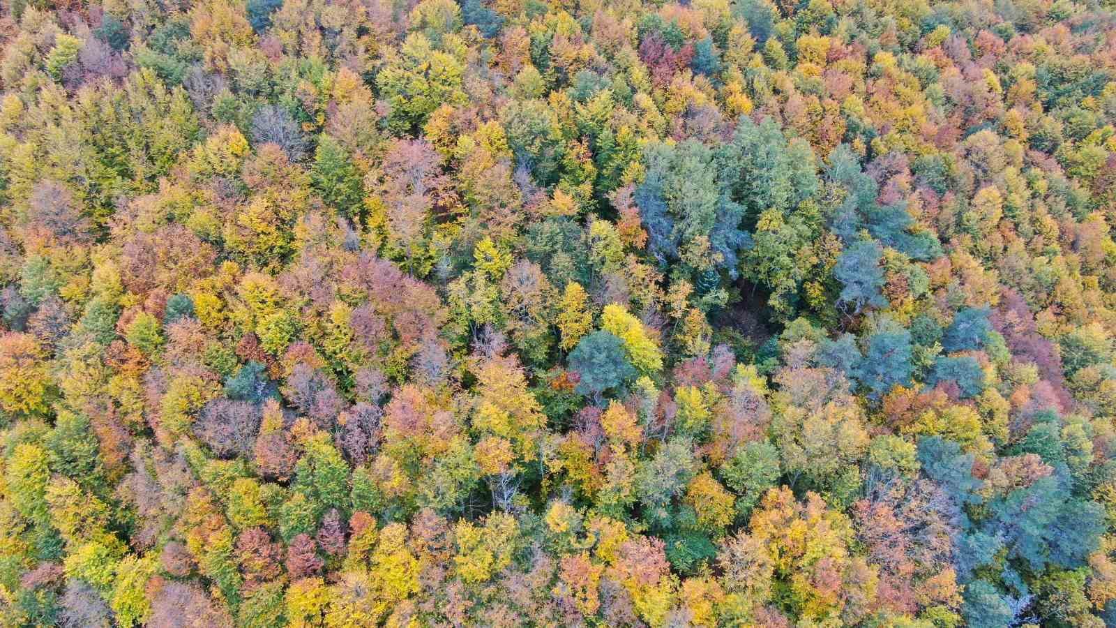 Küre Dağları Milli Parkında renk cümbüşü yaşanan ormanlar büyülüyor