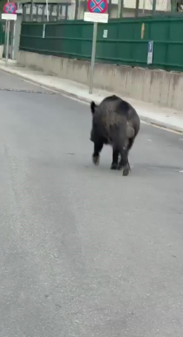 Amasya’da binaya giren yaban domuzu polis operasyonuyla etkisiz hale getirildi