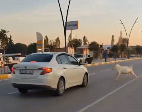 Karayoluna fırlayan 3 keçi aracın çarpması sonucu telef oldu