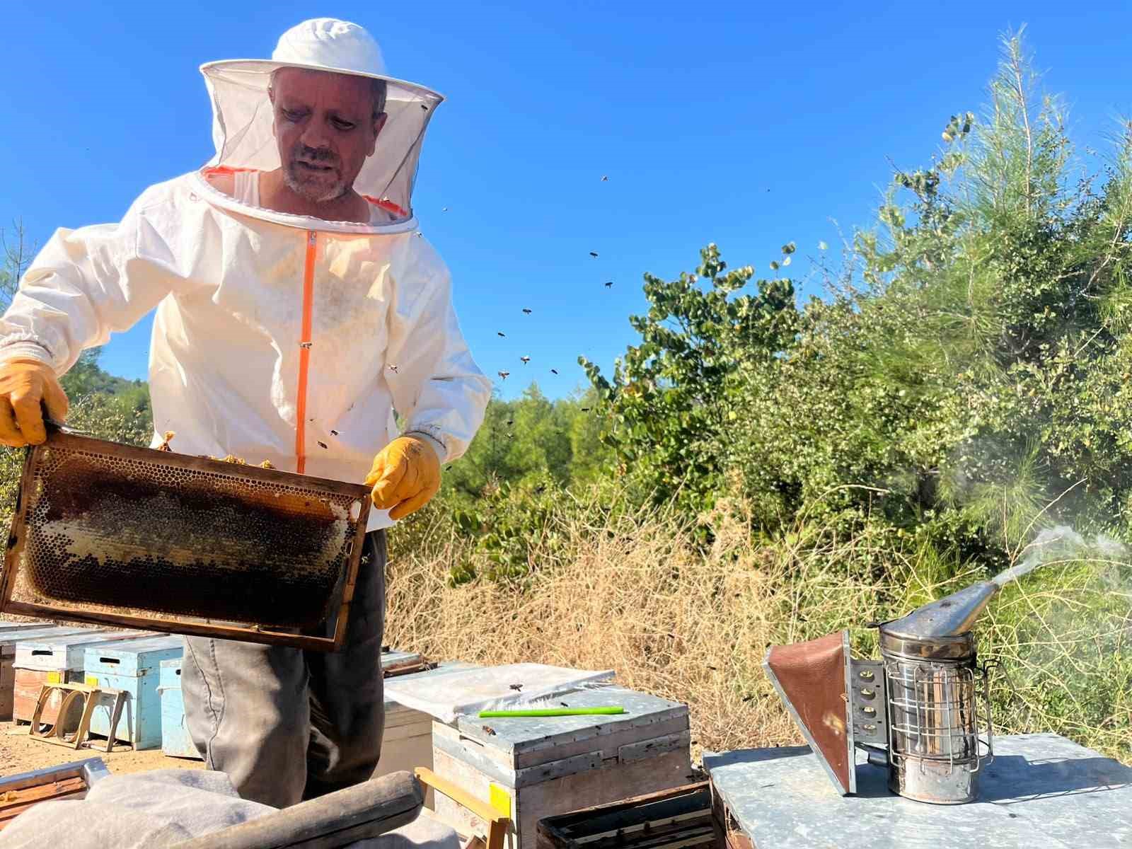 Kuşadası’nda çam balında ilk sağım yapıldı