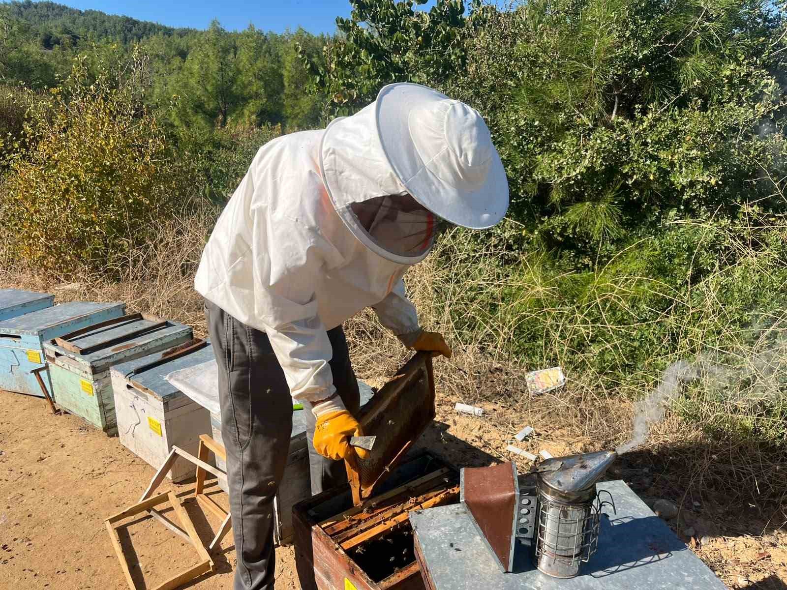 Kuşadası’nda çam balında ilk sağım yapıldı