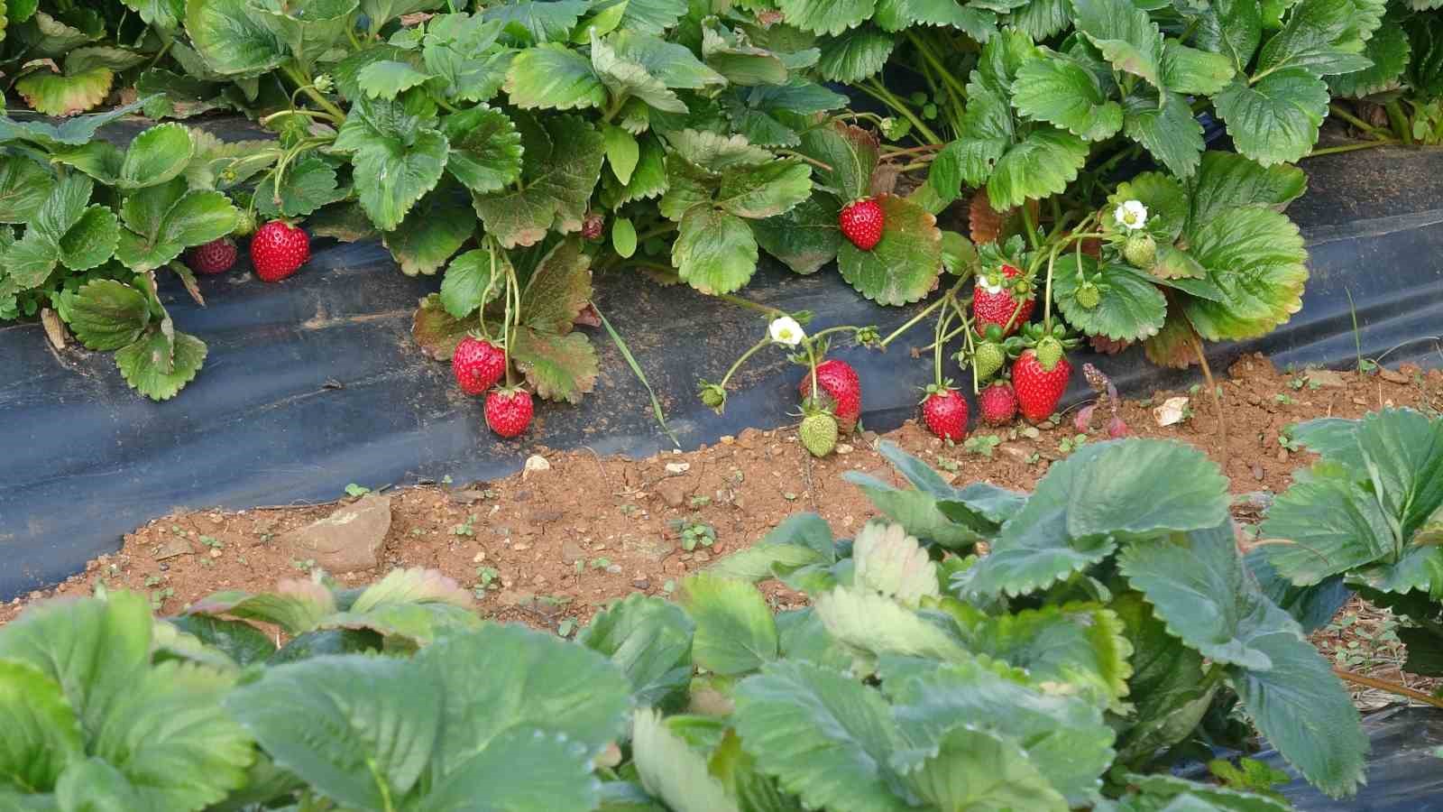 Deneme amaçlı ektikleri çilekte siparişlere yetişemiyorlar