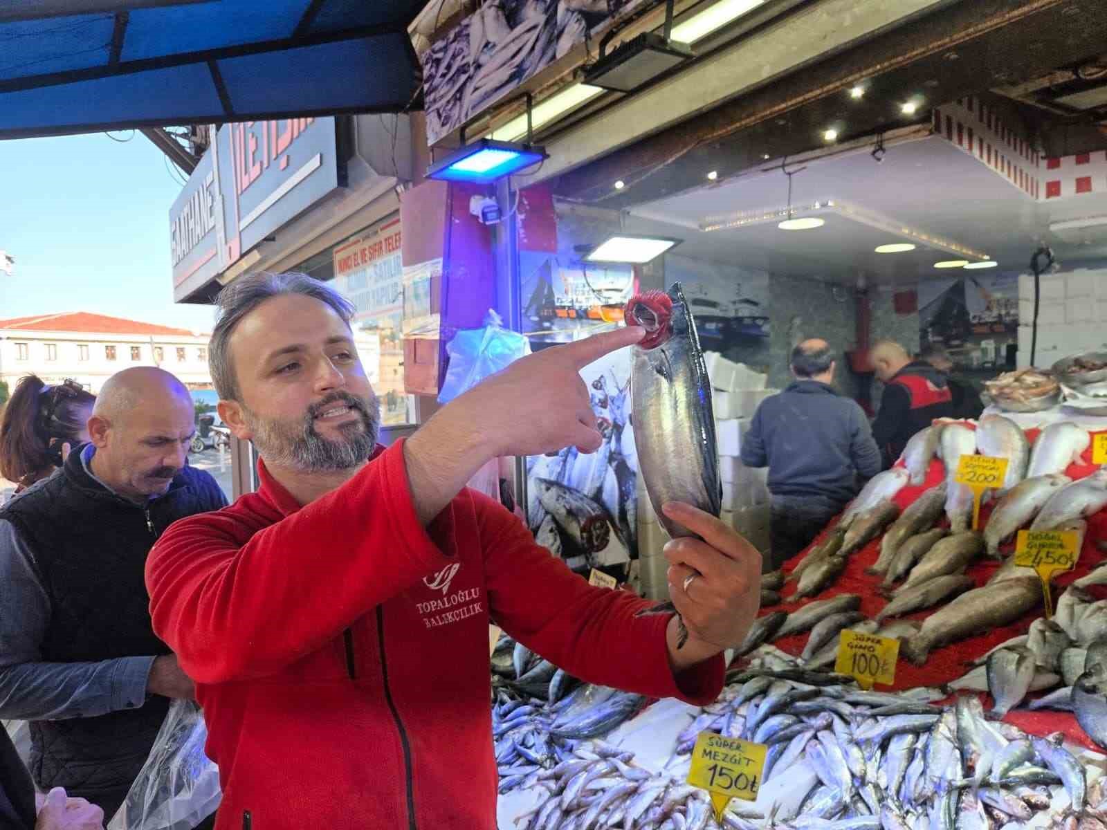 Karadeniz’de palamut alarmı: "Önüne ne gelirse yiyor, bir an önce hepsinin tutulması gerekiyor"
