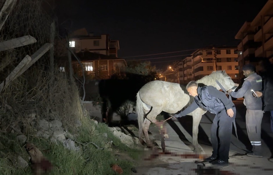 Kanalizasyon kuyusuna düşen at, tedavi edildikten sonra koruma altına alındı