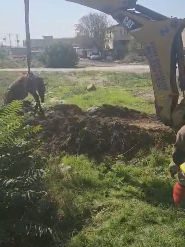 Antakya’da kuyuya düşen at kurtarıldı