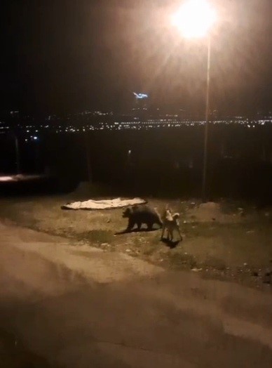 Tilkiler şehir merkezinde, ayılar köylerde görüldü