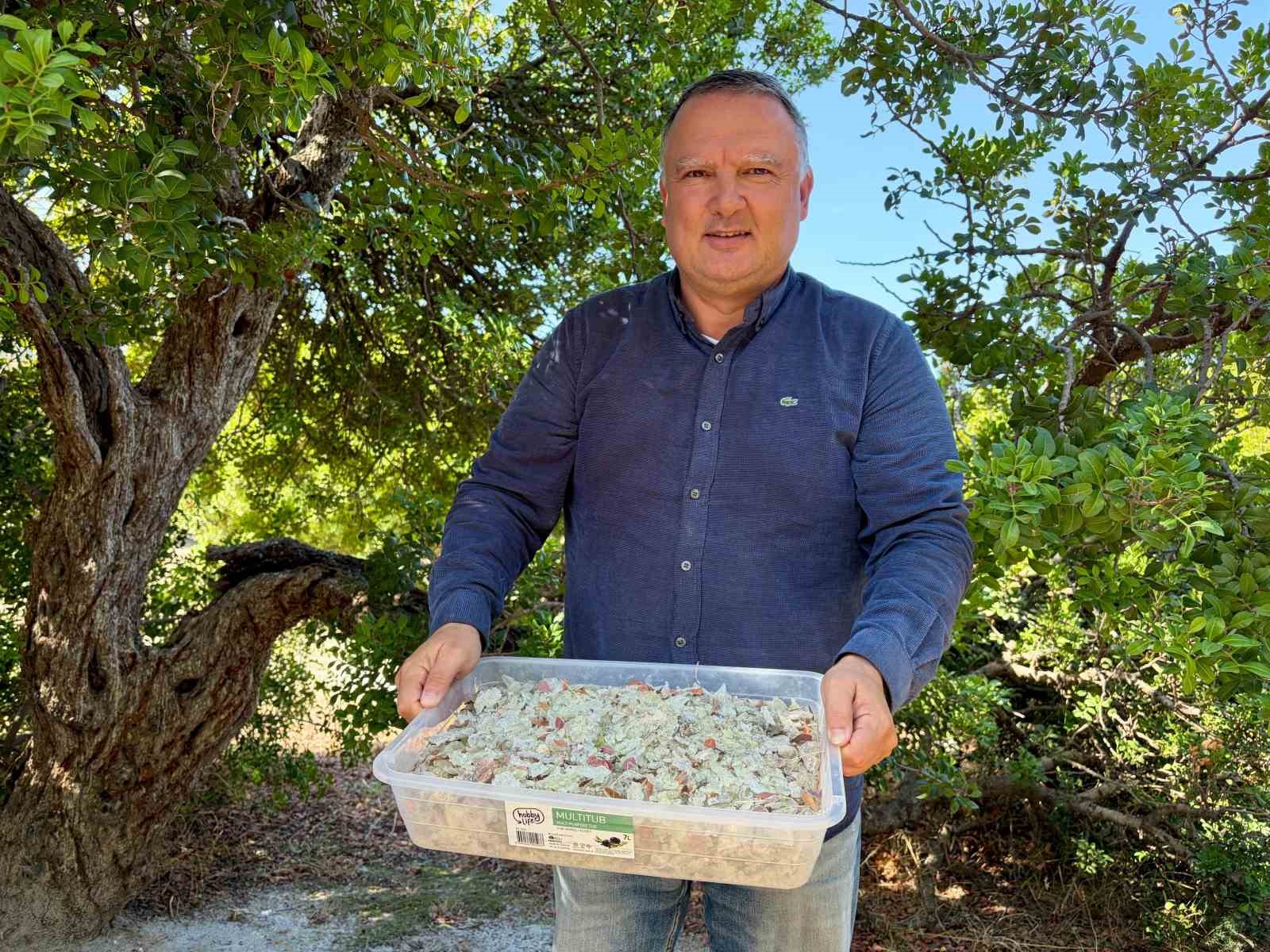 Damla sakızında hasat heyecanı: Kilosu 50 bin liradan satılıyor
