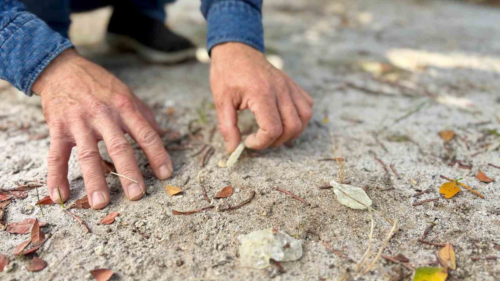 Damla sakızında hasat heyecanı: Kilosu 50 bin liradan satılıyor