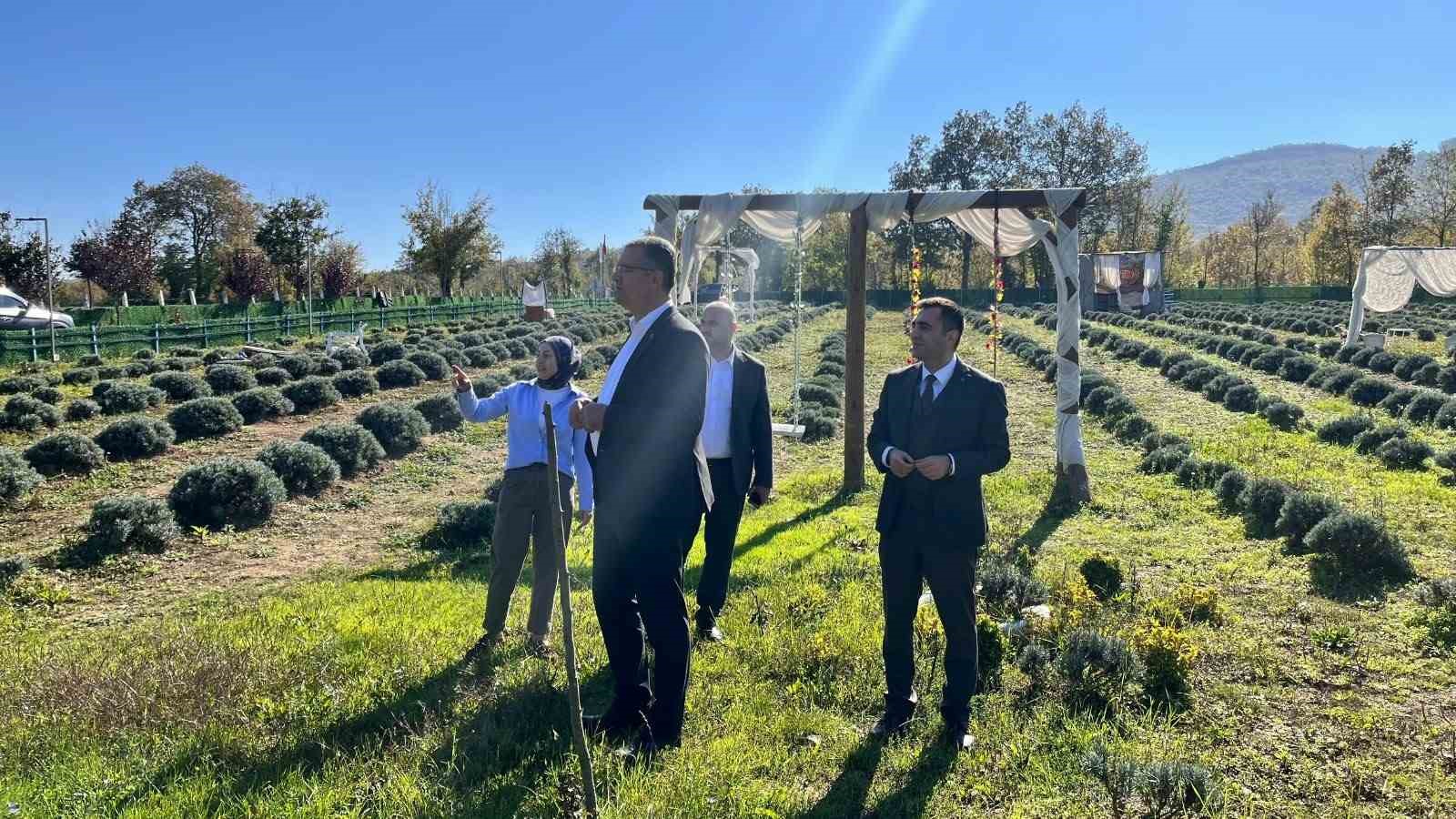 Samsun’da kadın üretici lavanta yetiştiriciliğiyle tarımsal çeşitliliğe katkı sağlıyor