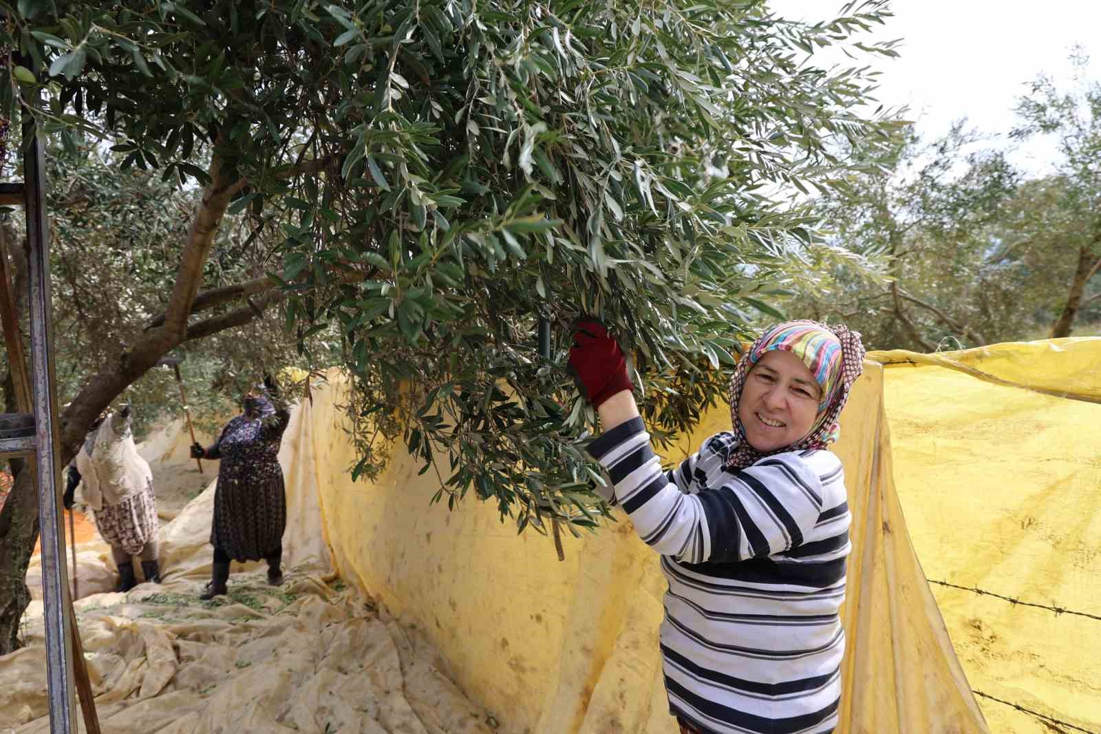 Aydın’da zeytin hasadı başladı