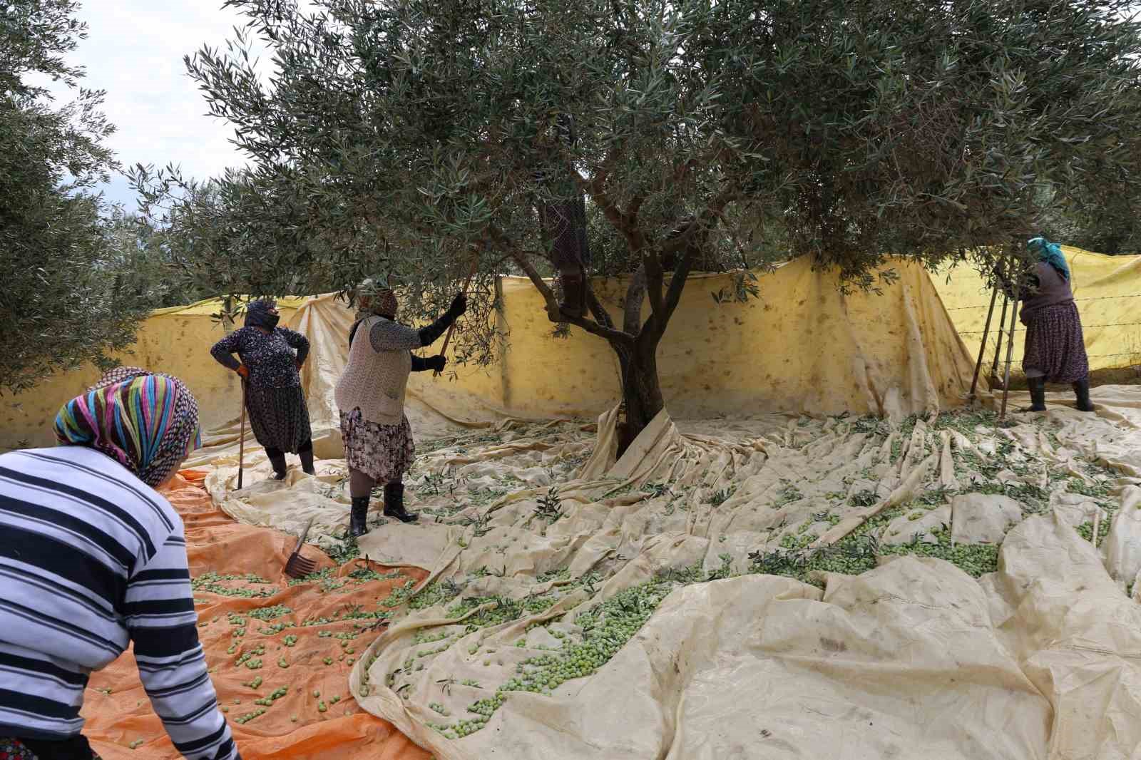 Aydın’da zeytin hasadı başladı