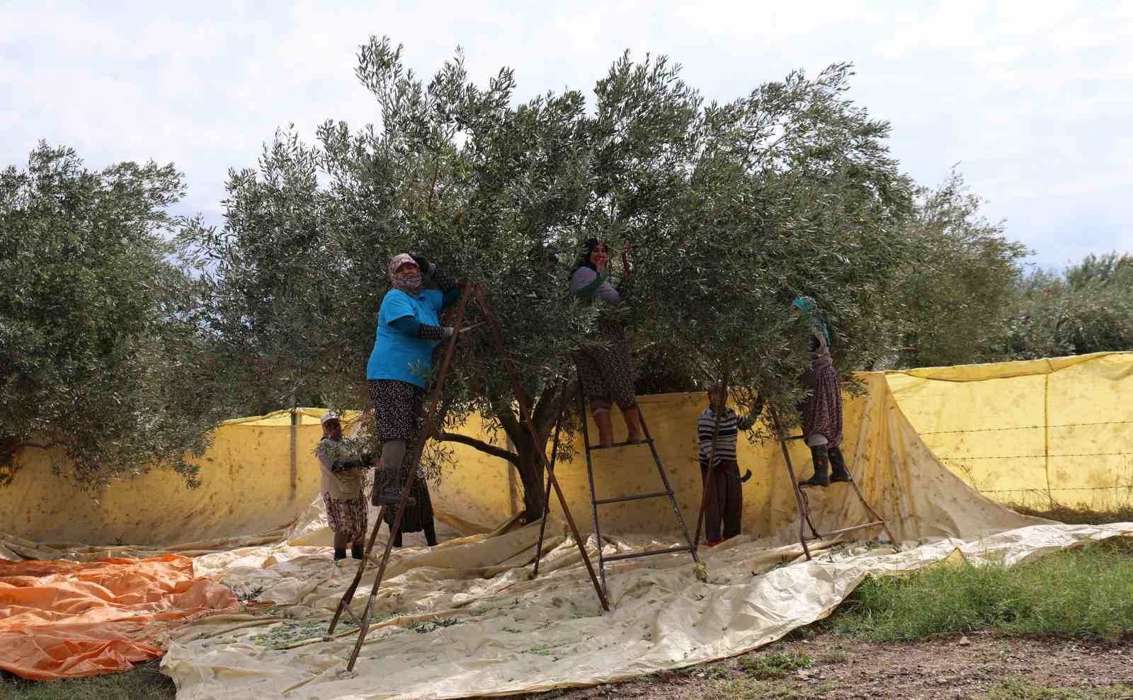 Aydın’da zeytin hasadı başladı