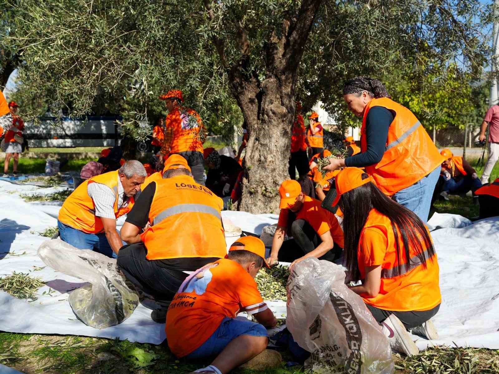 Tarsus’ta zeytinler lösemili çocuklar için toplandı
