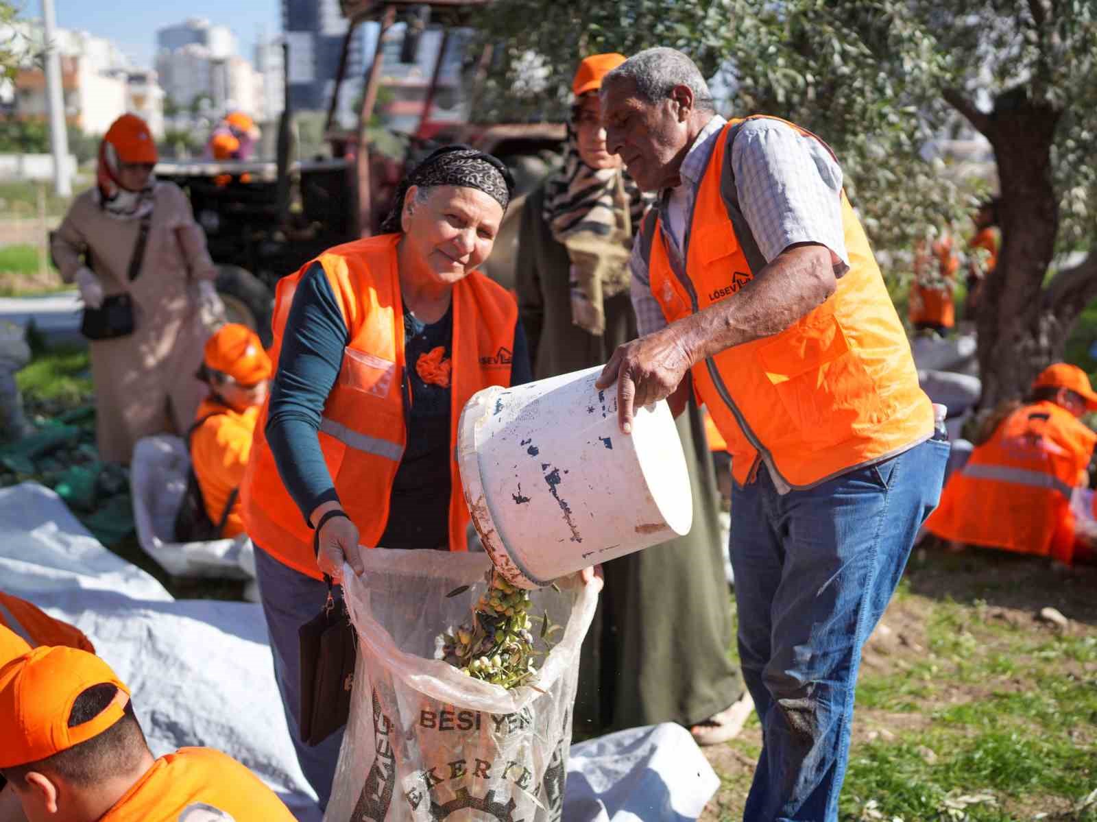 Tarsus’ta zeytinler lösemili çocuklar için toplandı