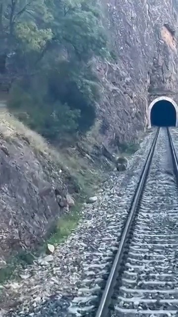 Tren yoluna çıkan ayılar panikle kaçıştı