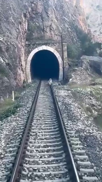 Tren yoluna çıkan ayılar panikle kaçıştı
