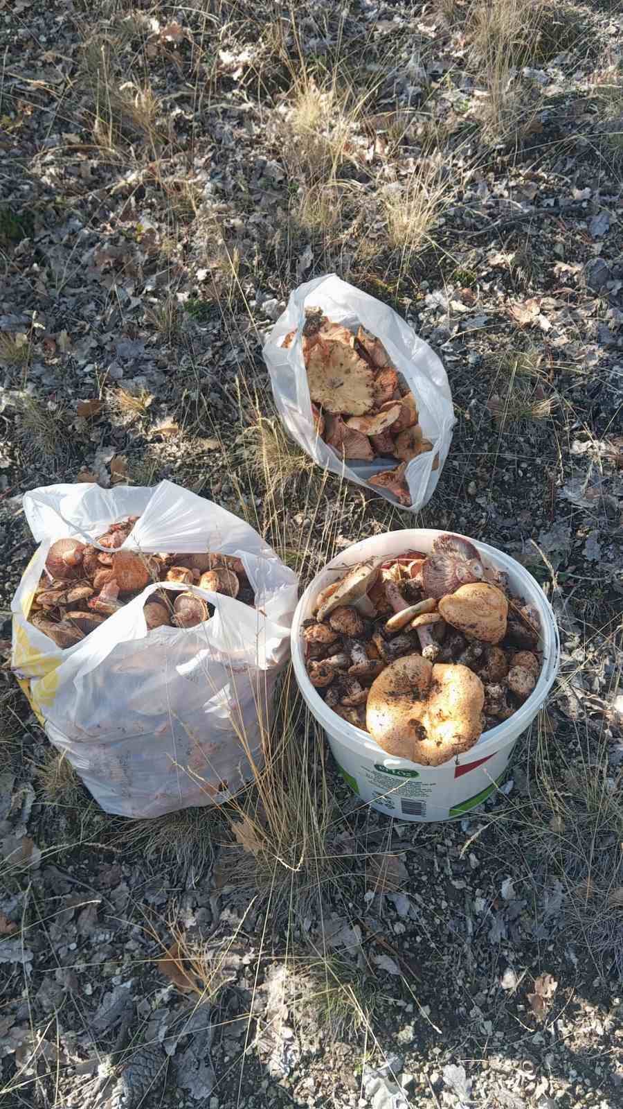 Ankara’da kanlıca mantarı hasadı başladı