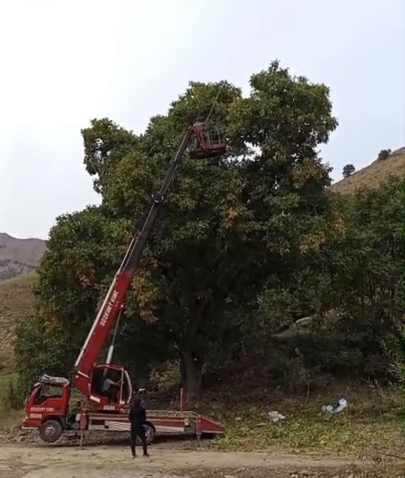 Doski Vadisi’nde vinçle ceviz hasadı yapıldı