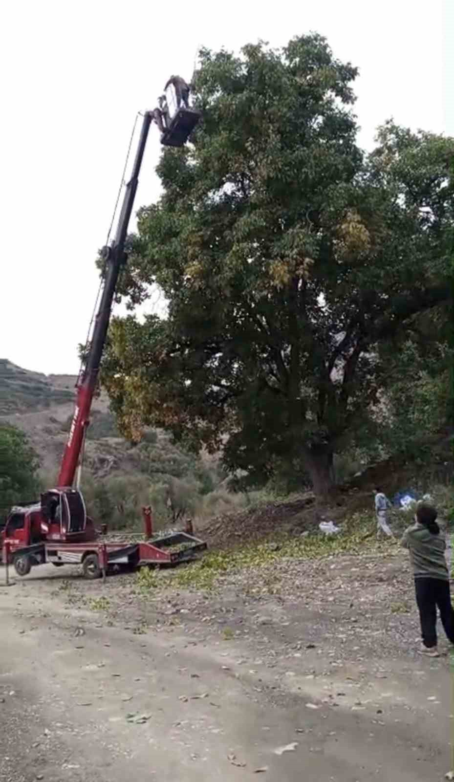 Doski Vadisi’nde vinçle ceviz hasadı yapıldı