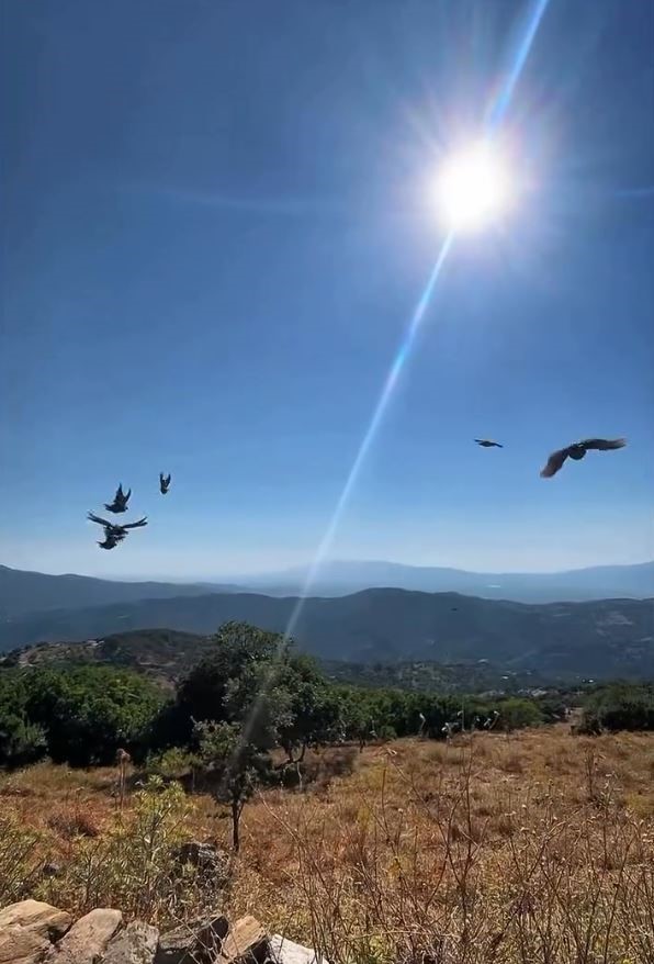 Aydın’da doğal yaşam alanlarına kınalı keklik salımı yapıldı
