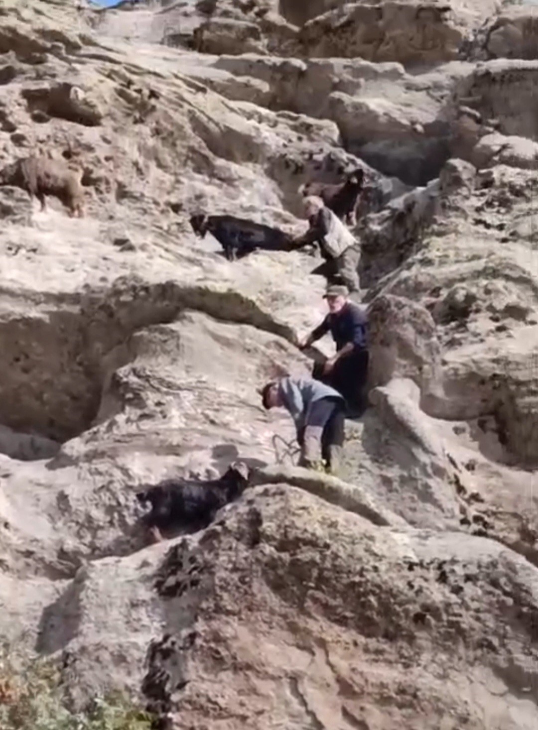 Tunceli’de 70 metre yükseklikte mahsur kalan keçiler kurtarıldı