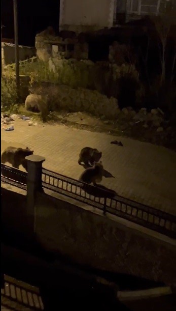 Kars’ta vatandaşın ayıya ile güldüren tepkisi: "Ne buldun da yiyorsun"
