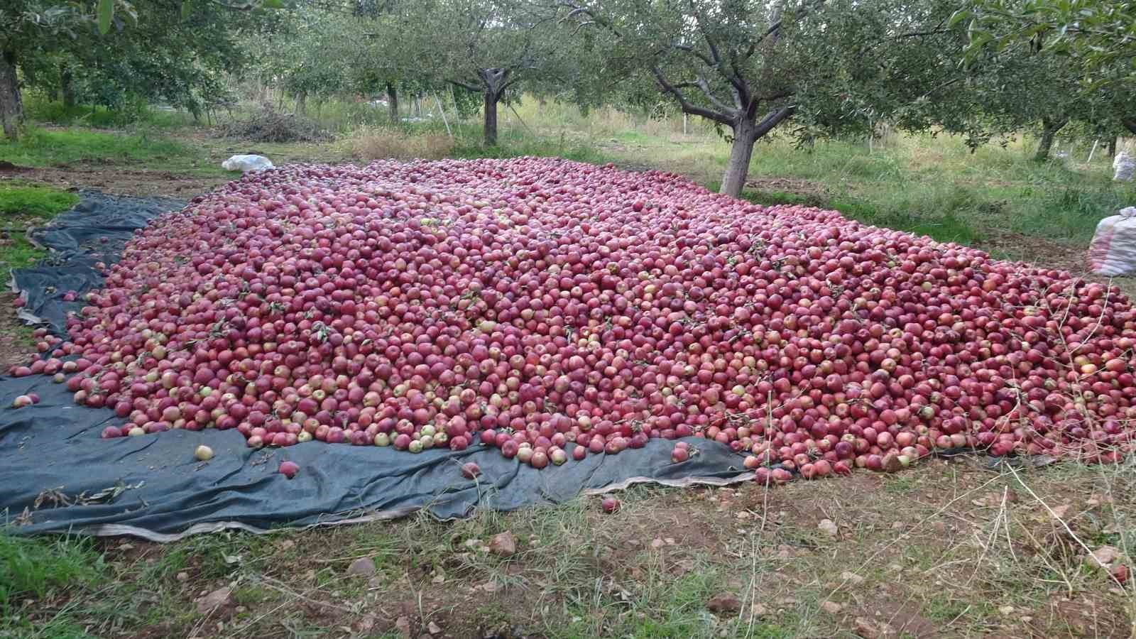 Malatya’da elmada bereketli sezon