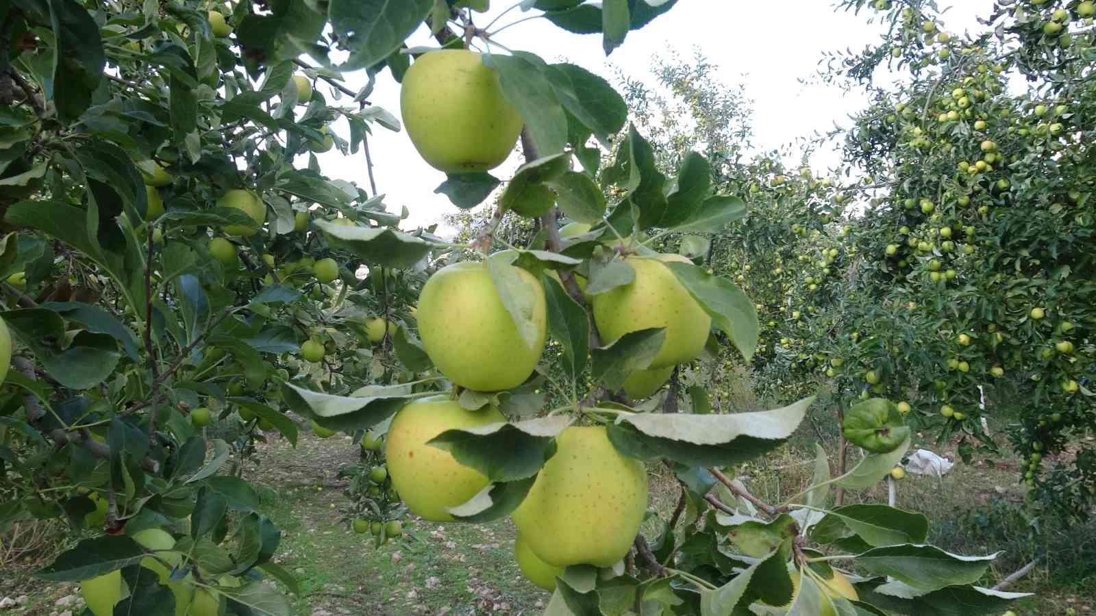 Malatya’da elmada bereketli sezon