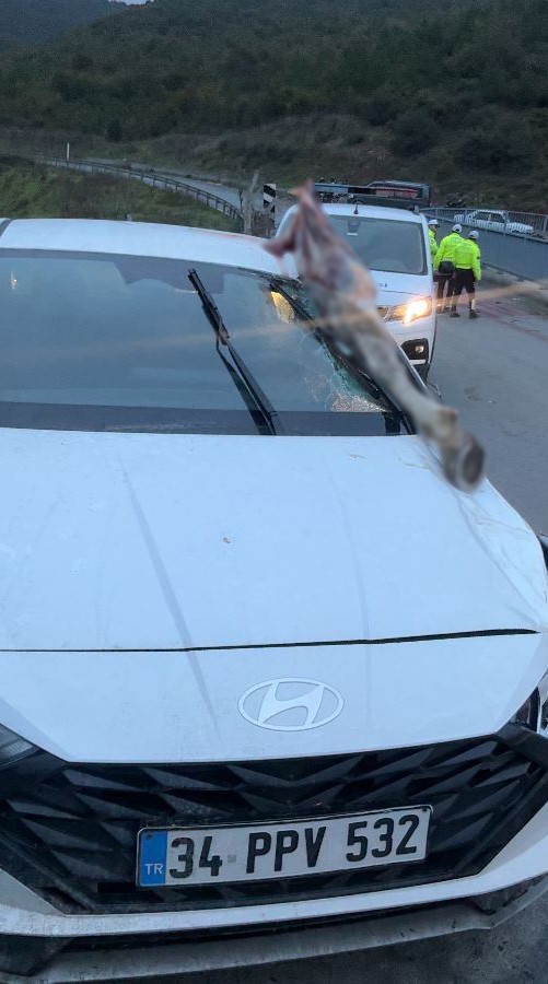 İstanbul’da korkunç kaza: Atın kopan bacağı otomobile saplandı