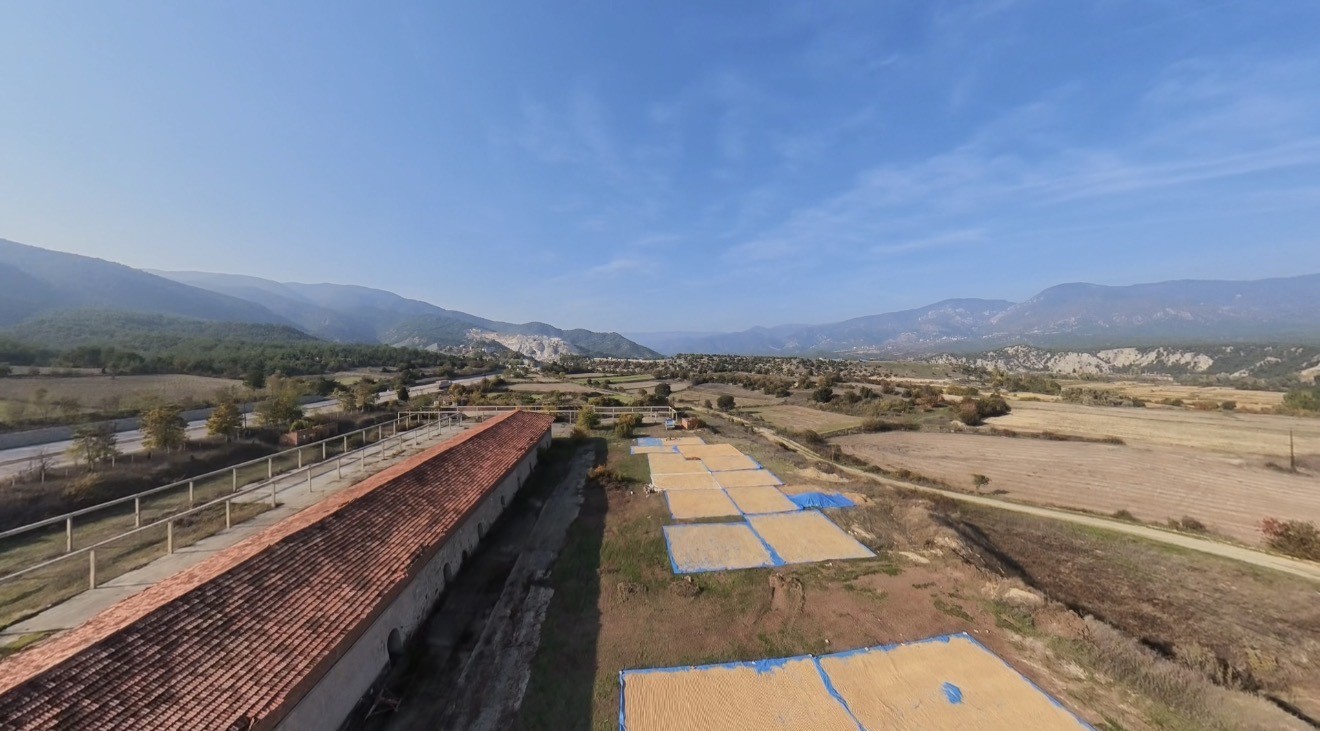Sinop’ta çeltik hasadı