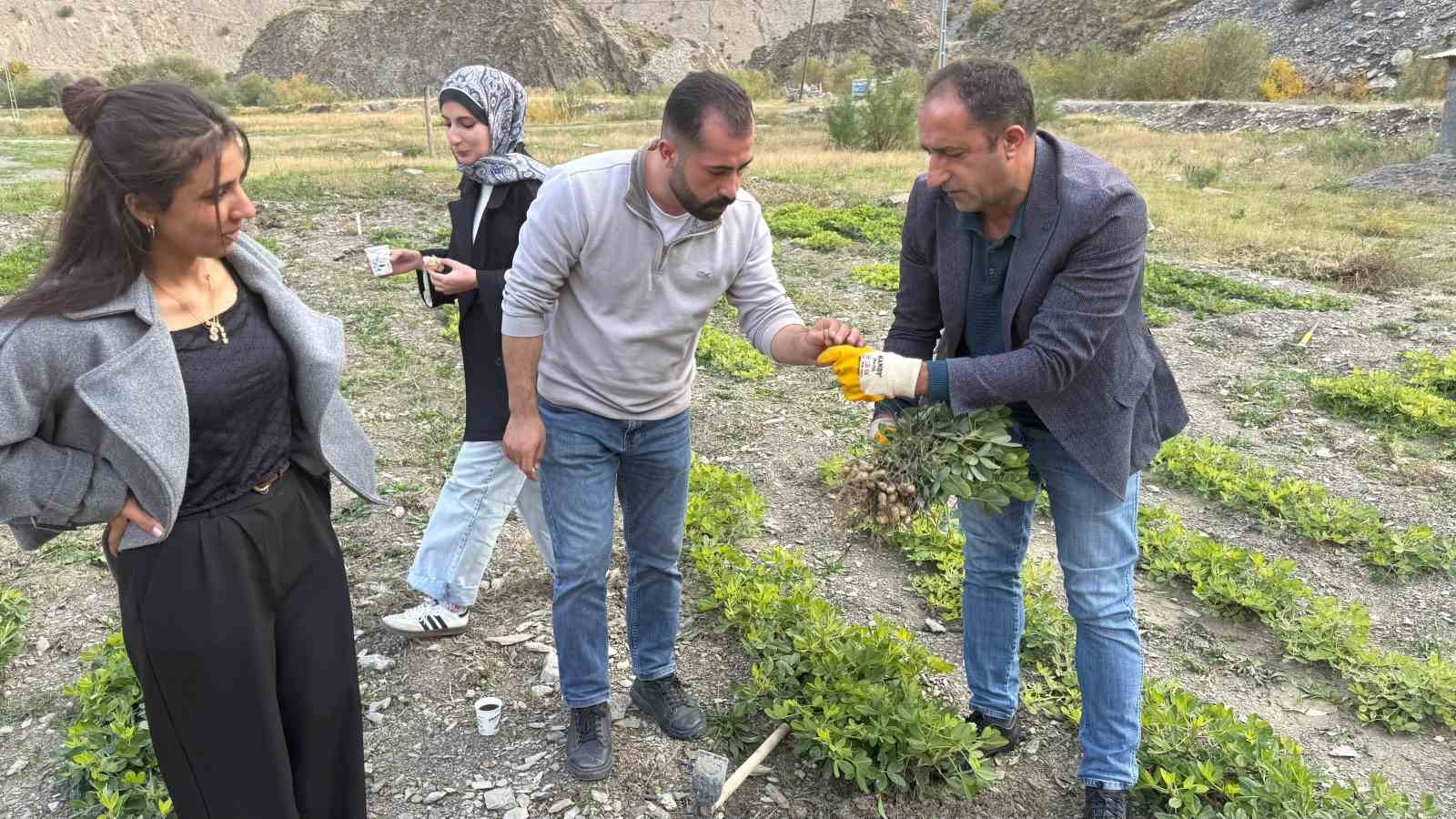 Hakkâri’de tarımda bir ilk: Bin 350 rakımda yer fıstığı yetiştirildi