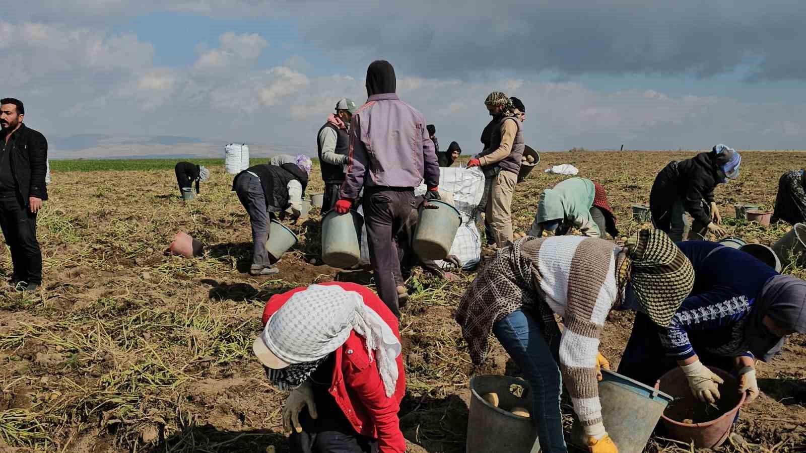 Adilcevaz’da patates tarlalarında ekmek mücadelesi: Mevsimlik işçilerin zorlu mesaisi