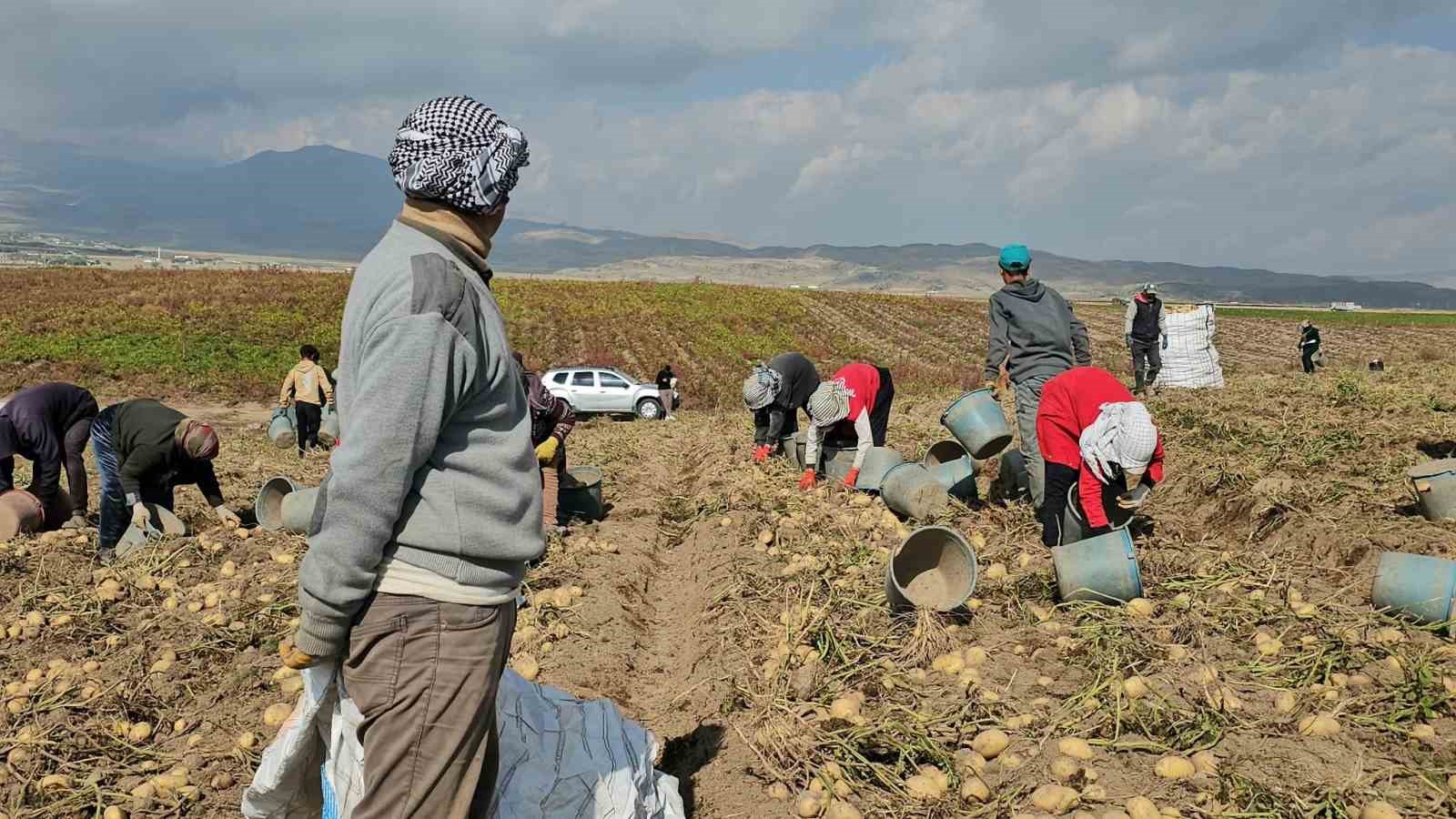 Adilcevaz’da patates tarlalarında ekmek mücadelesi: Mevsimlik işçilerin zorlu mesaisi