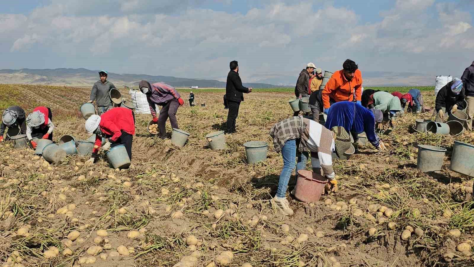 Adilcevaz’da patates tarlalarında ekmek mücadelesi: Mevsimlik işçilerin zorlu mesaisi