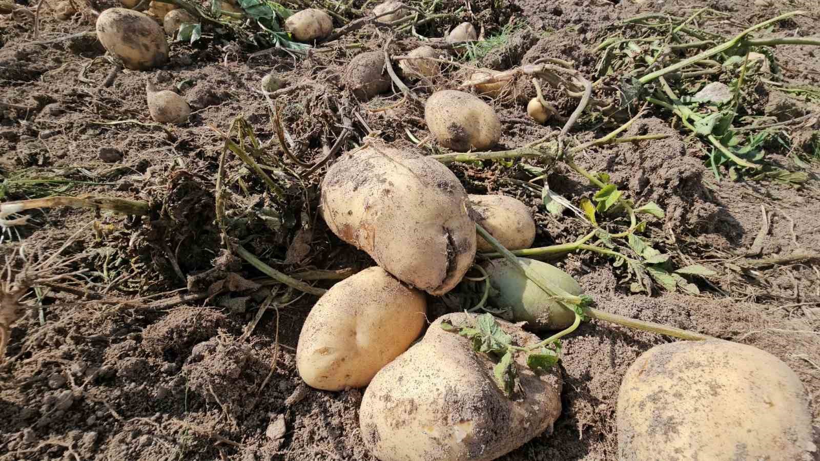 Adilcevaz’da patates tarlalarında ekmek mücadelesi: Mevsimlik işçilerin zorlu mesaisi
