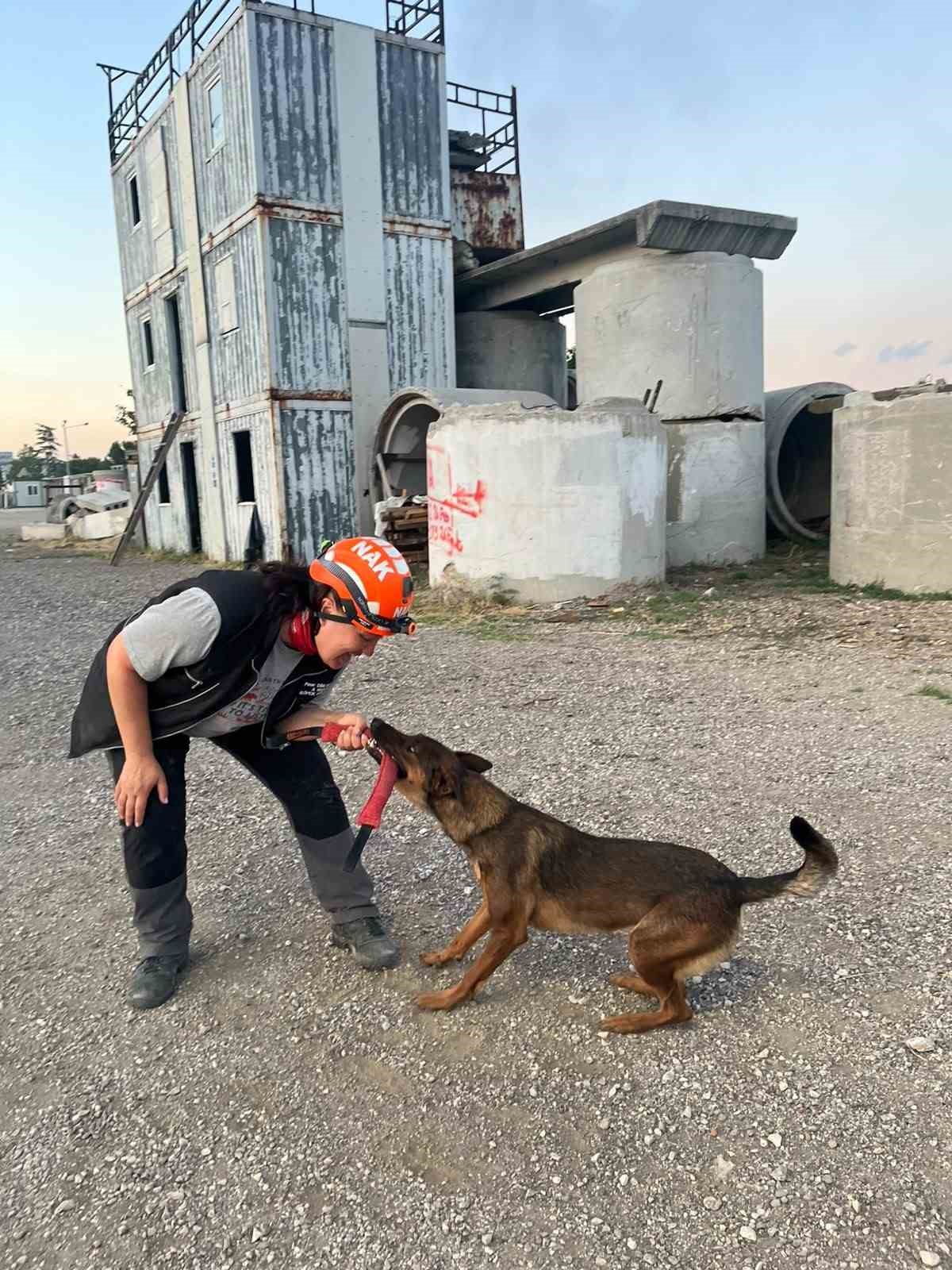 Muğla’nın arama kurtarma köpekleri Tayga ve Foxy görev yeterlilik sınavını geçti