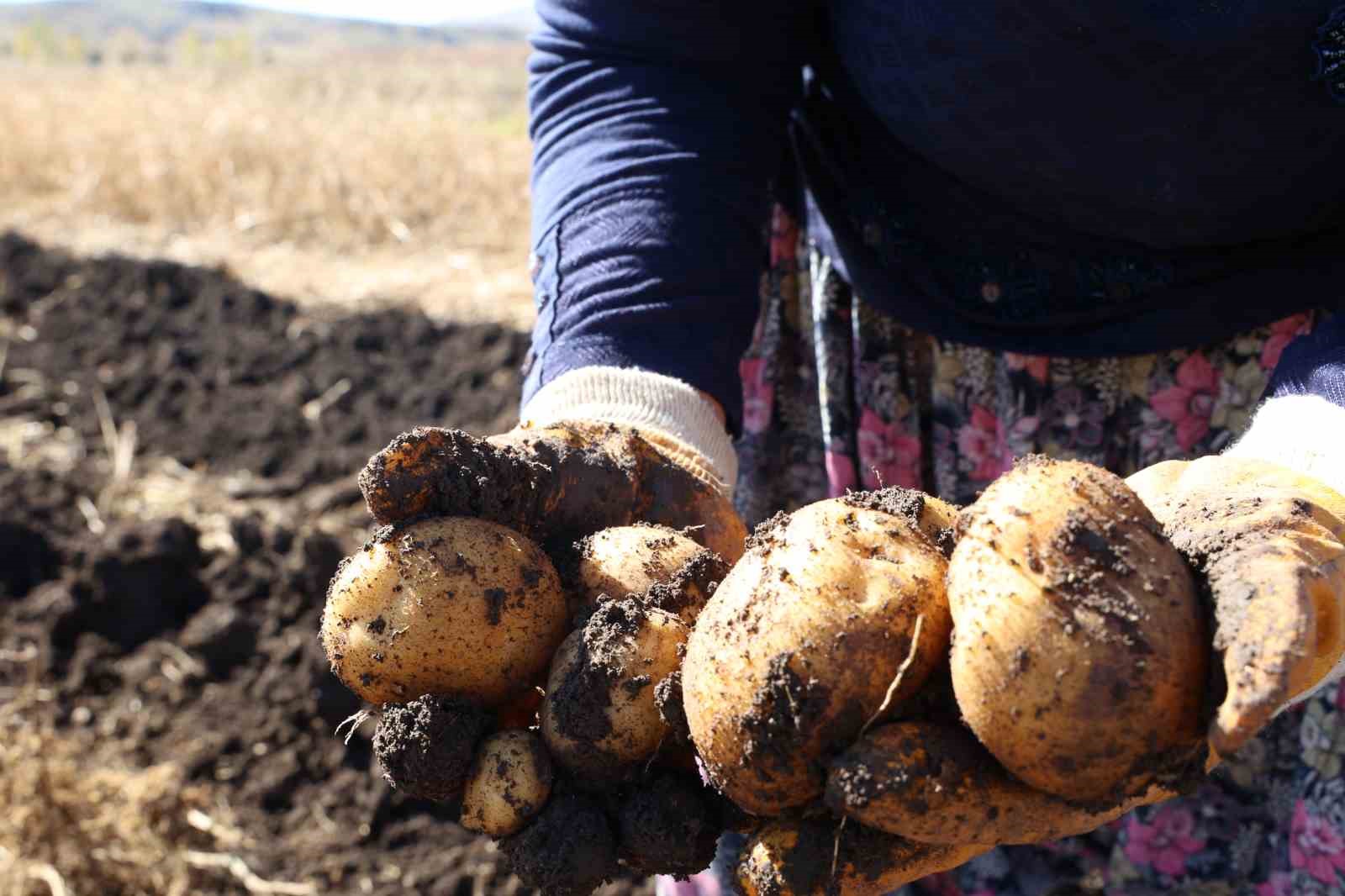 Korkuteli’nde ilaçsız patateslerin hasadı yapıldı