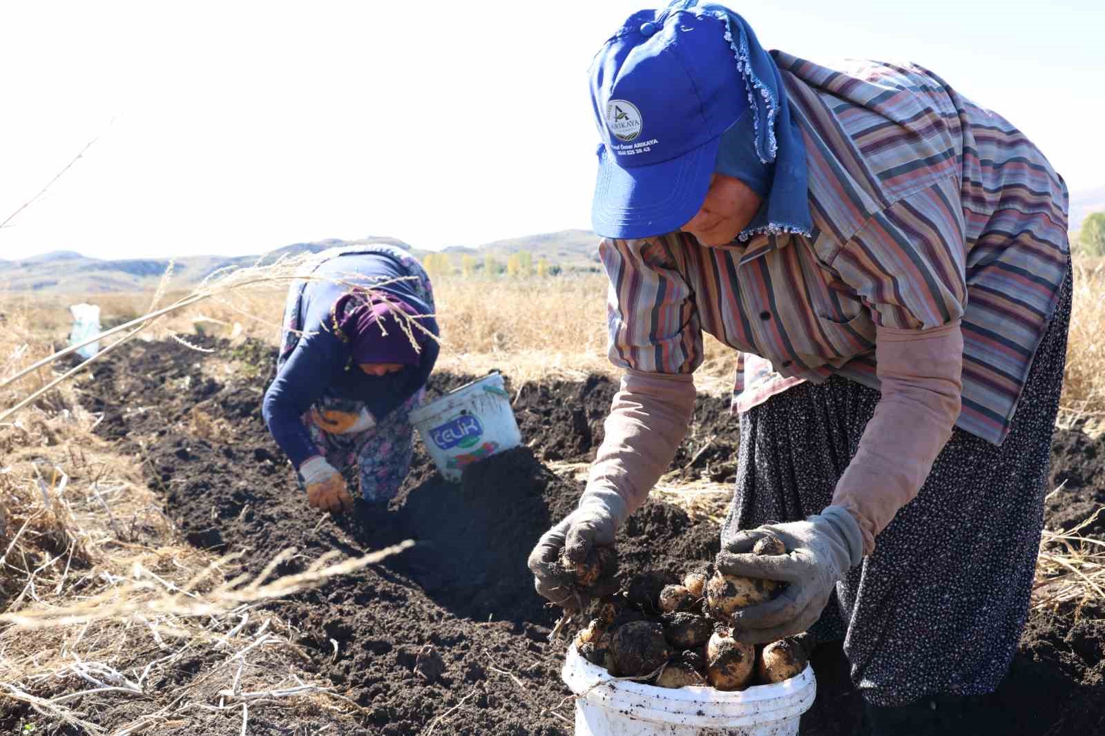 Korkuteli’nde ilaçsız patateslerin hasadı yapıldı