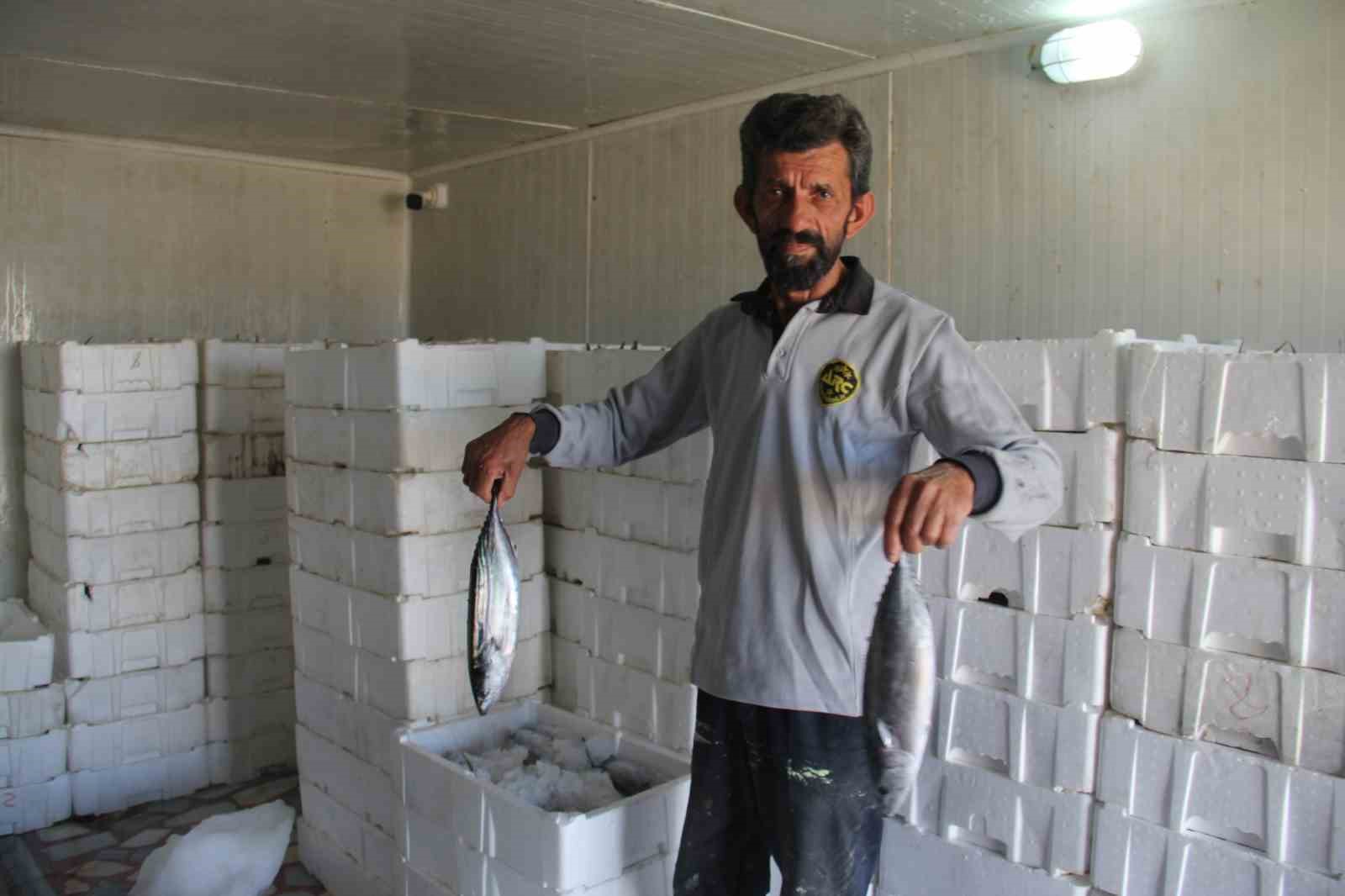 Karadeniz’de palamut bolluğu hamsi ve istavrit için risk oluşturuyor