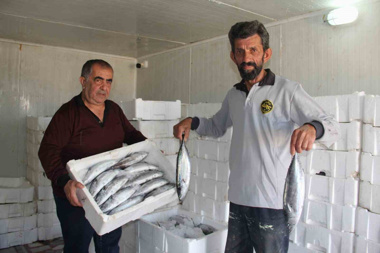 Karadeniz’de palamut bolluğu hamsi ve istavrit için risk oluşturuyor