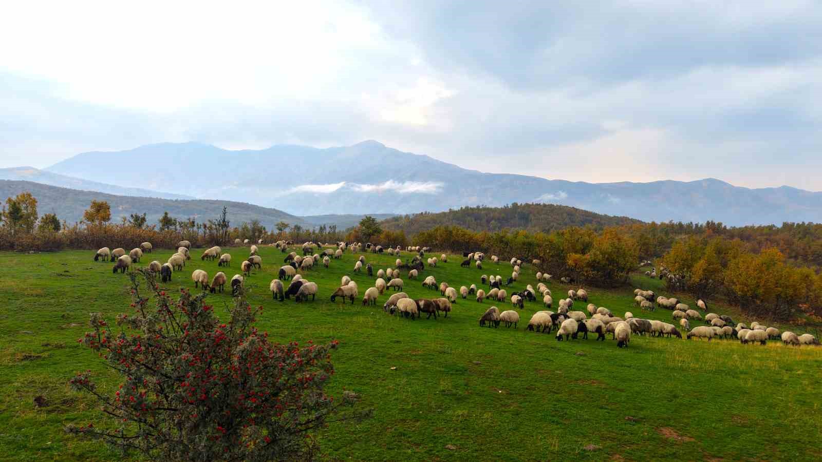 Muş yaylalarındaki göçerlerin dönüş yolculuğu başladı