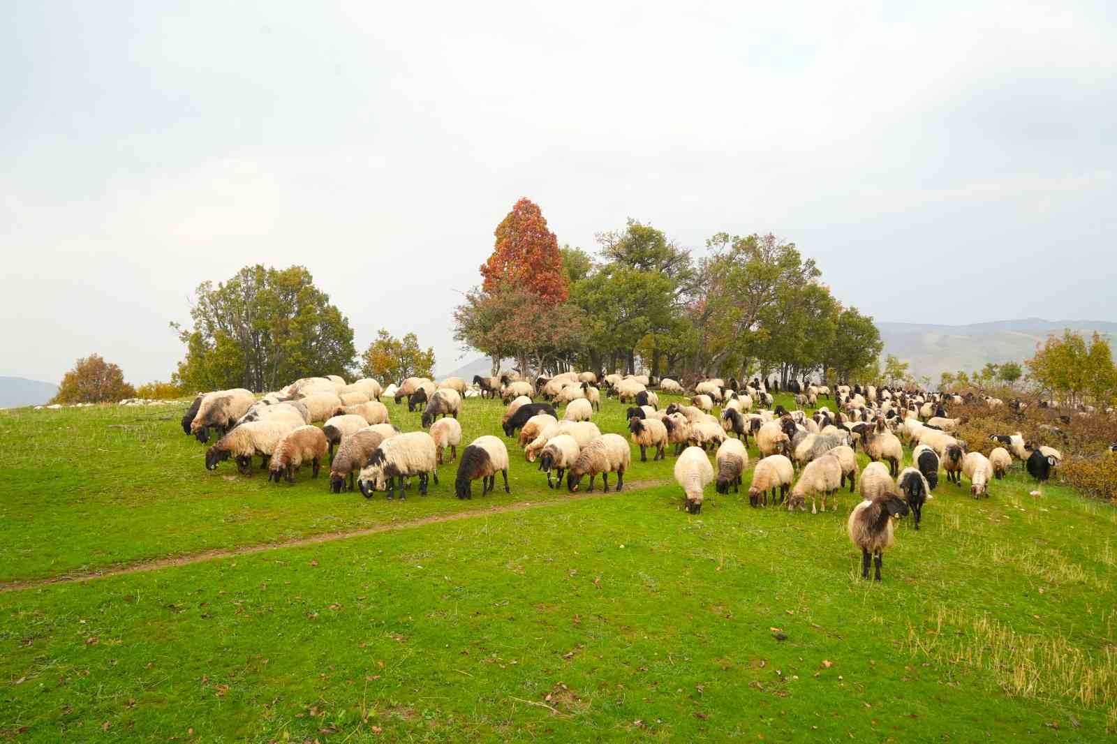 Muş yaylalarındaki göçerlerin dönüş yolculuğu başladı