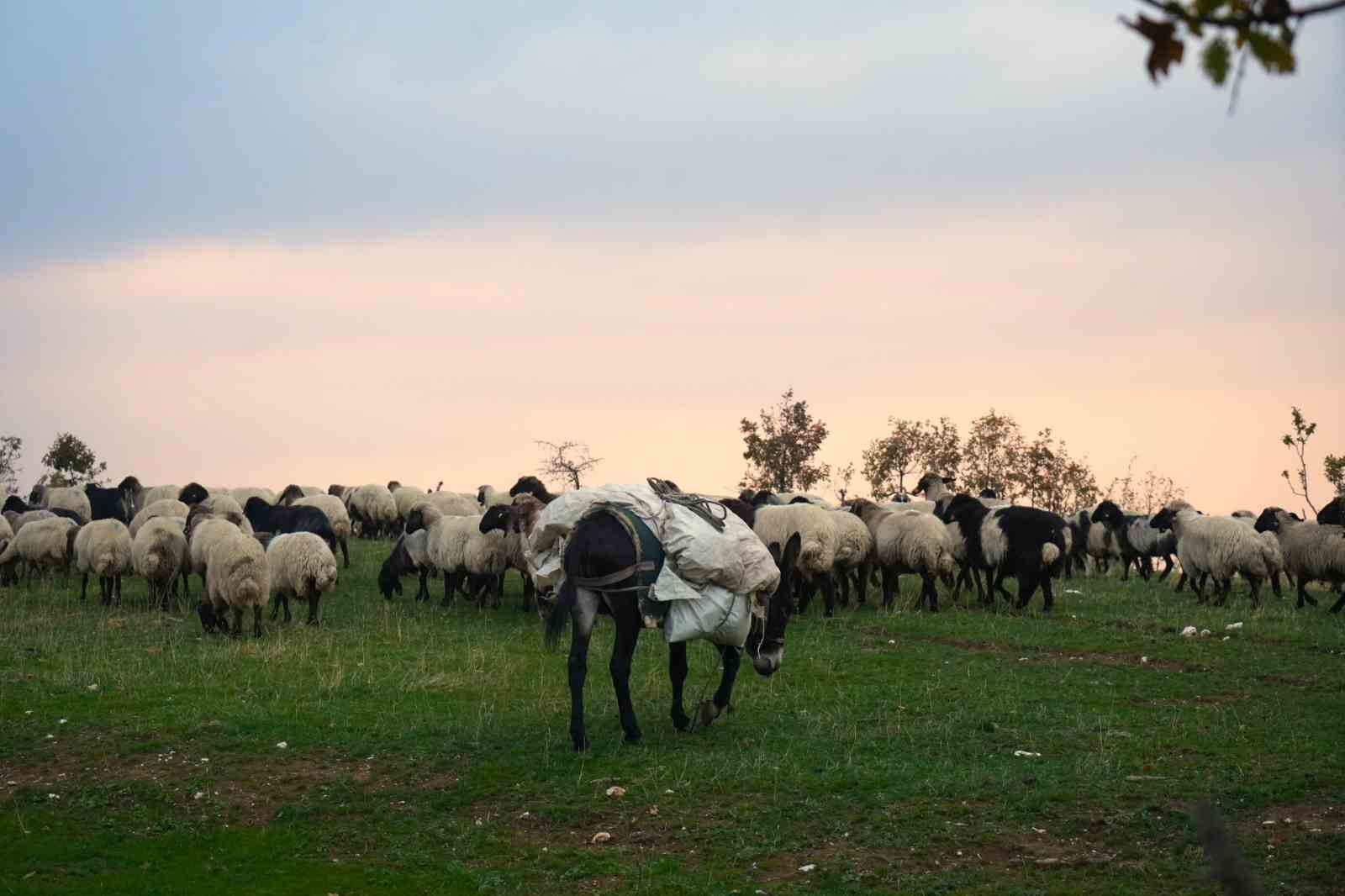 Muş yaylalarındaki göçerlerin dönüş yolculuğu başladı