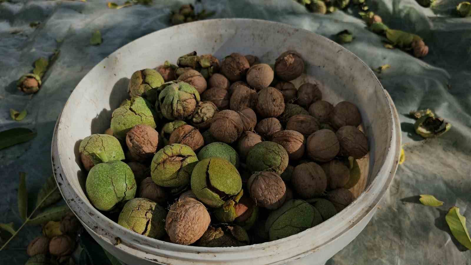 Tescilli Adilcevaz cevizinde hasat mesaisi devam ediyor
